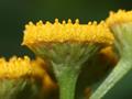 Tansy 
